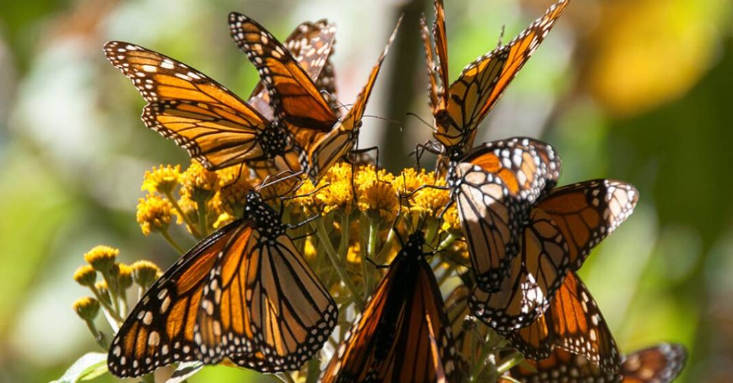 dispositivo-que-monitora-a-migracao-de-borboletas-monarca-e-um-sucesso