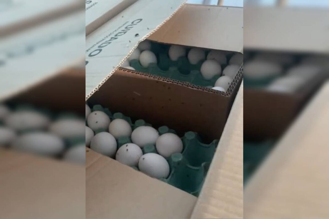 com-moscas-em-ovos-e-falta-de-refrigeracao,-deposito-ilegal-e-fechado
