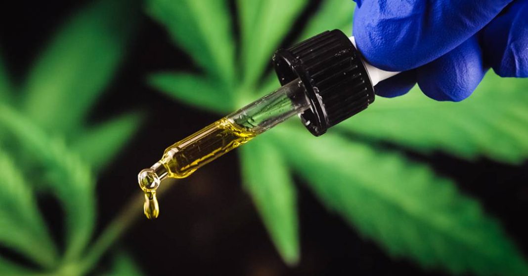 microdoses-de-cannabis-e-alzheimer:-o-que-novo-estudo-revela-sobre-o-uso-de-thc-e-cbd-em idosos