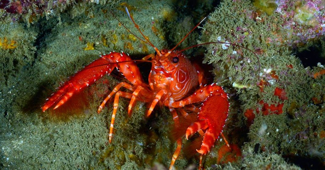 especialistas-assinam-documento-de-senciencia-em-crustaceos,-que-afirma-que-esses-animais-sentem-dor
