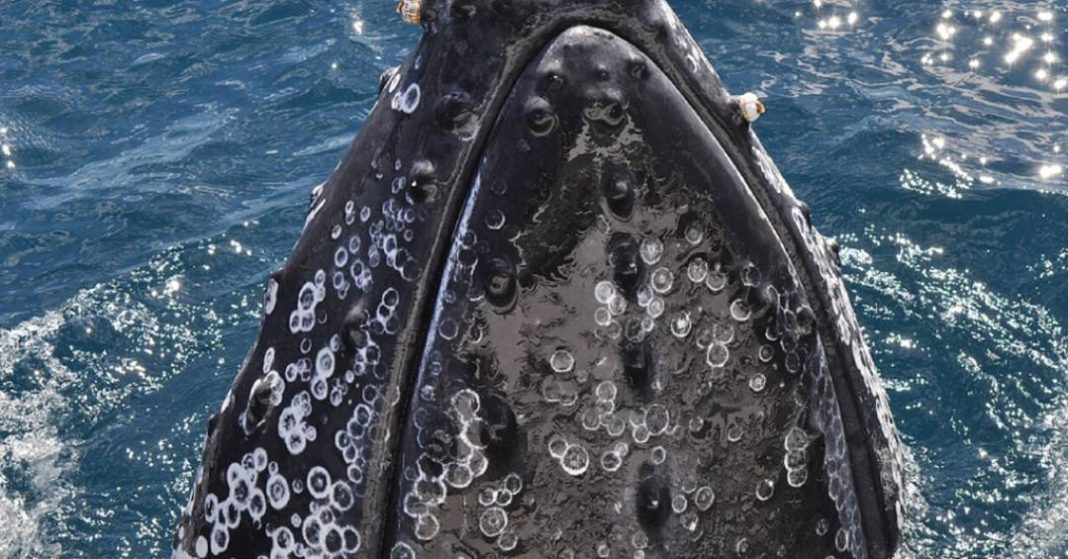 inquilinas-de-baleias,-cracas-dao-pistas-sobre-caminho-da-agua-nas-jubarte