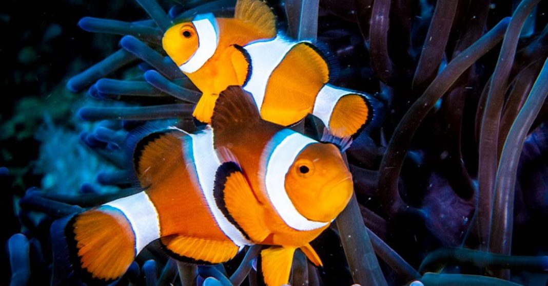 para-estes-peixes-palhaco,-perder-as-listras-e-uma-questao-de-vida-ou-morte