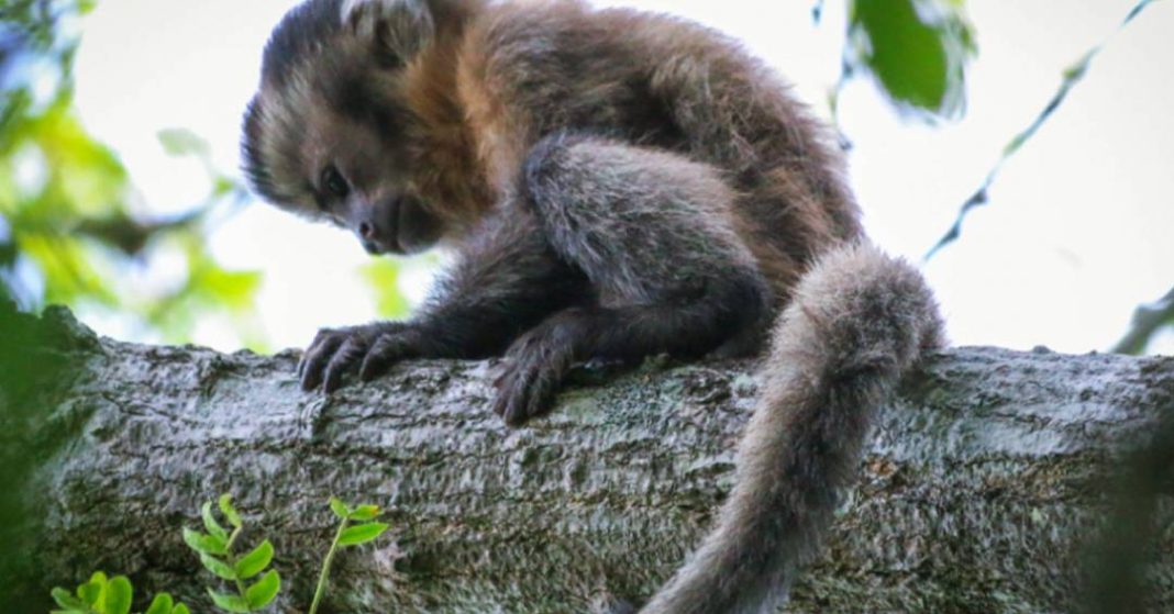 o-fantasma-de-ubajara:-cientistas-registram-macaco-prego-sem-pigmentacao