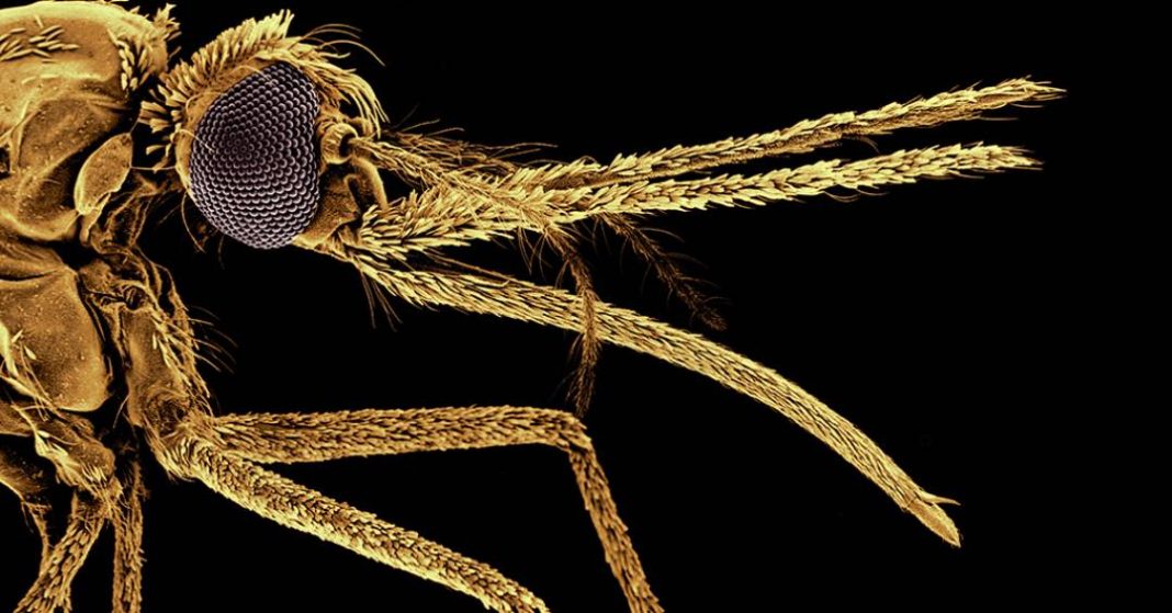 como-os-mosquitos-passaram-a-gostar-de-sangue-humano