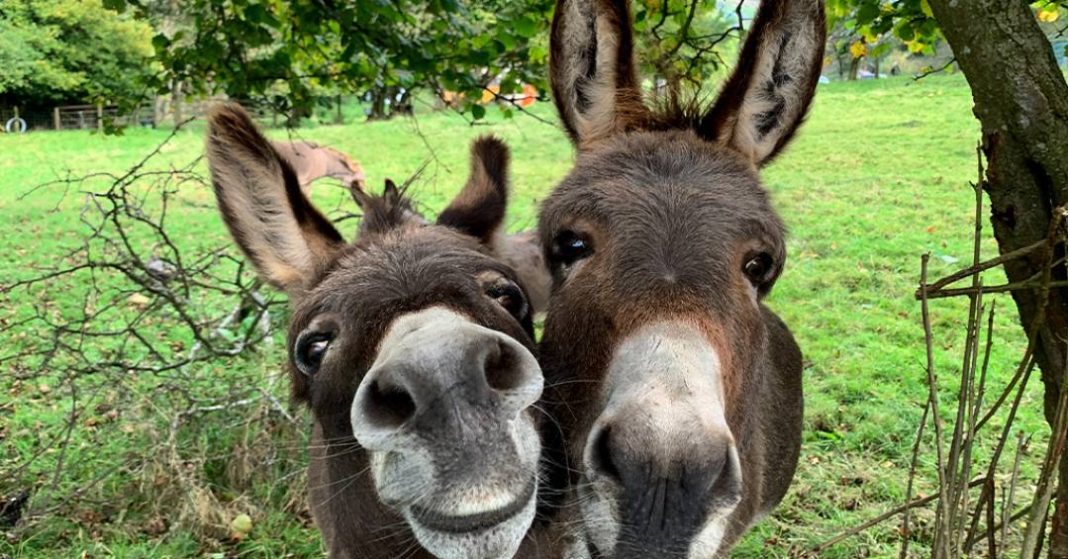 especialistas-pedem-revisao-de-decisao-judicial-que-permite-o-abate-de-jumentos