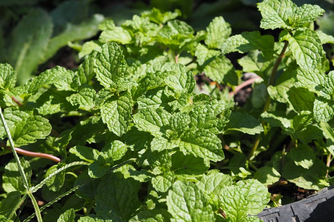 menta-pode-ativar-sensor-do-frio-ligado-a-dor-cronica,-revela-estudo