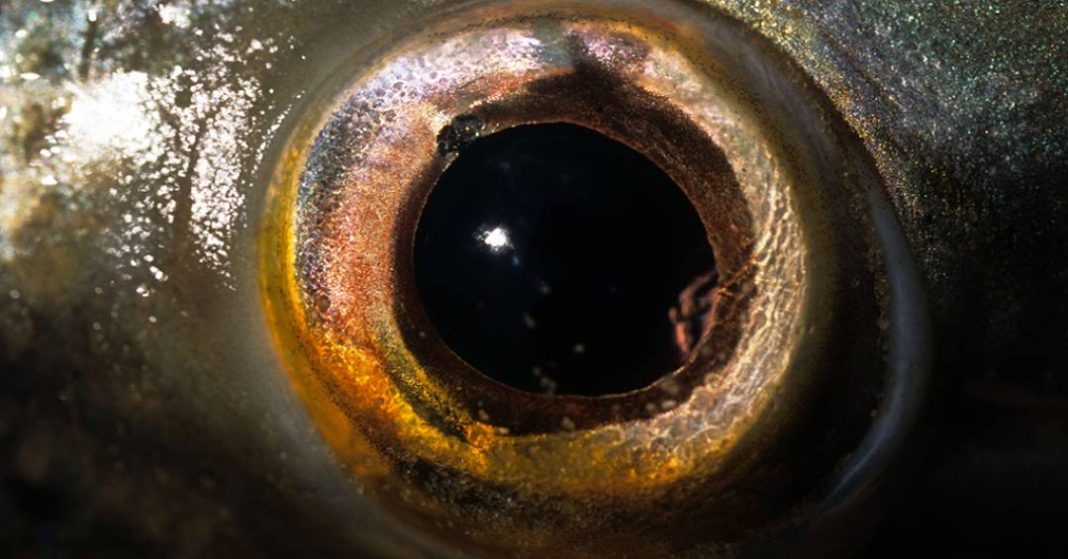 uma-criatura-ciclope-pode-ter-dado-origem-aos-nossos-olhos