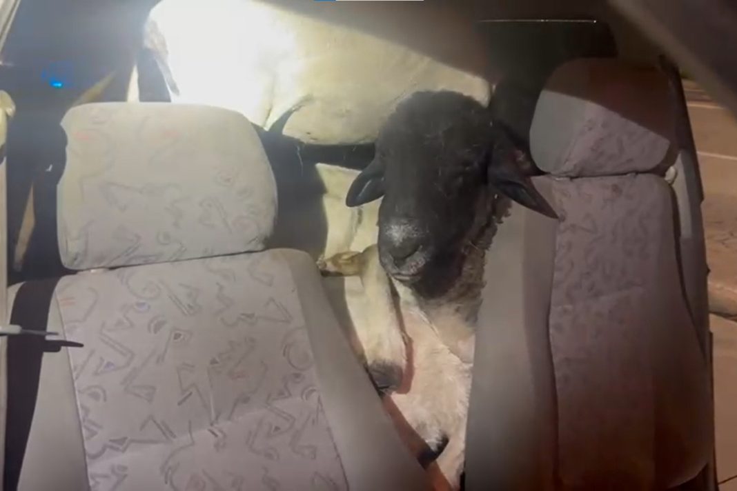 prf-flagra-18-bodes-dentro-de-carro-roubado-em-pernambuco.-video