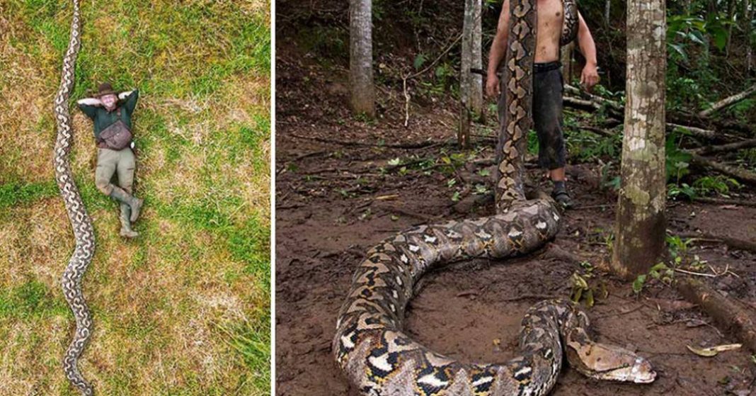 maior-cobra-selvagem-ja-medida-entra-para-o-guinness-com-mais-de-7-metros