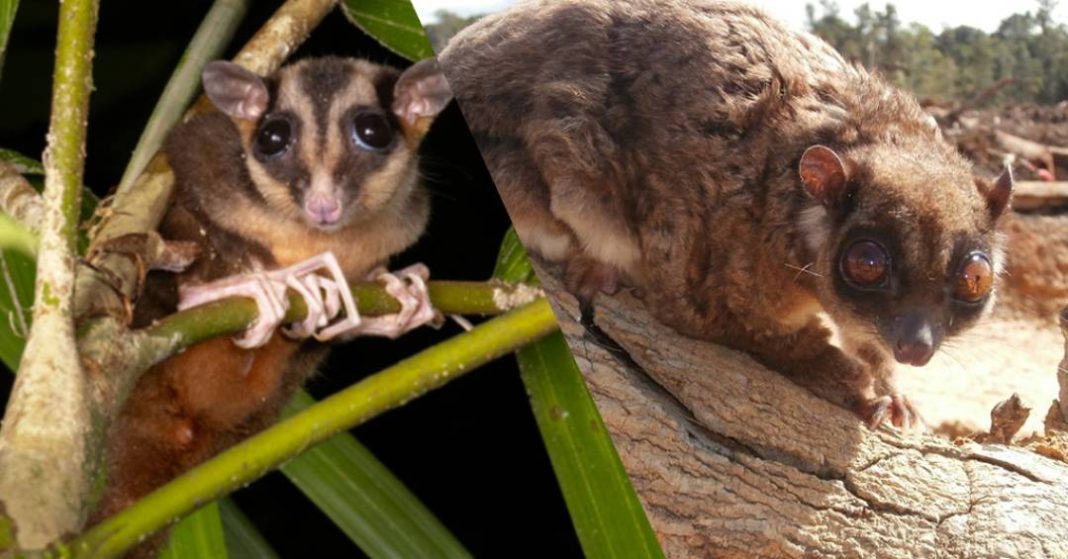 marsupiais-“extintos”-ha-7-mil-anos-sao-encontrados-vivos-na-nova-guine