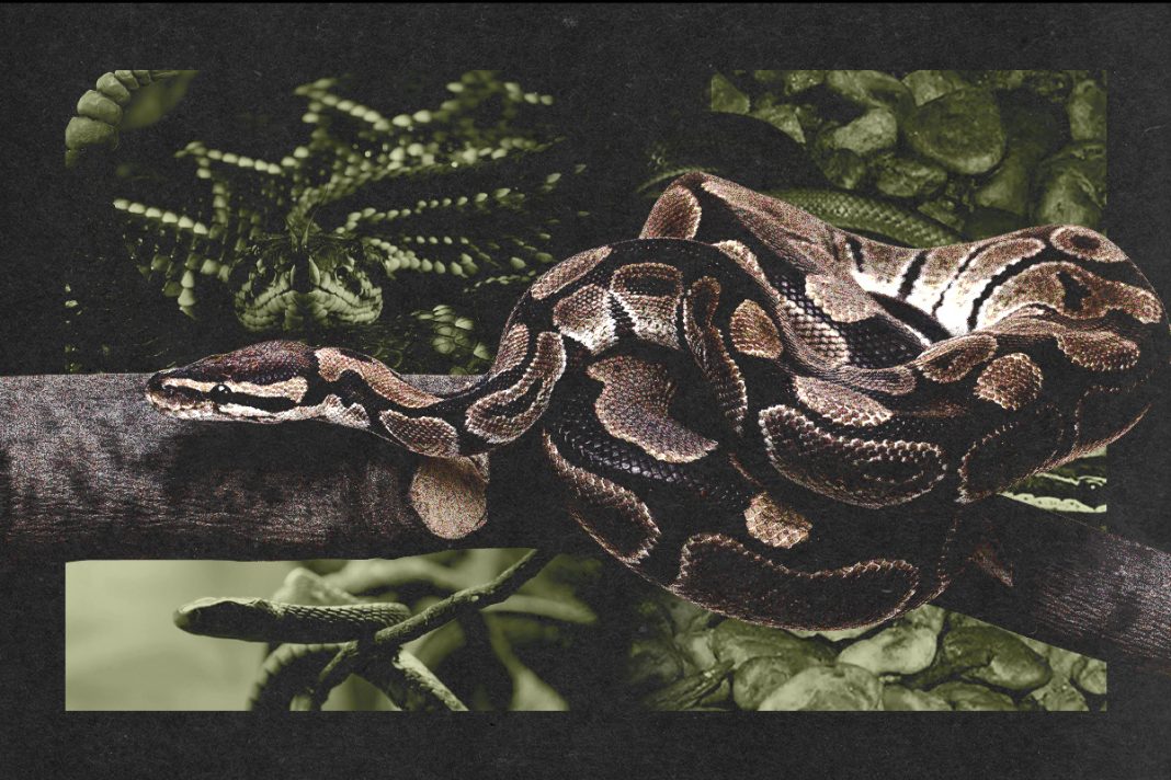 de-jiboias-a-cascaveis:-cobras-invadem-areas-urbanas-do-df