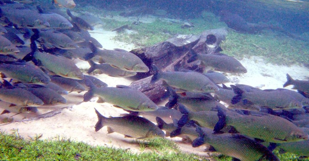 tecnica-de-irradiacao-elimina-residuos-de-antidepressivo-que-contamina-vida-aquatica