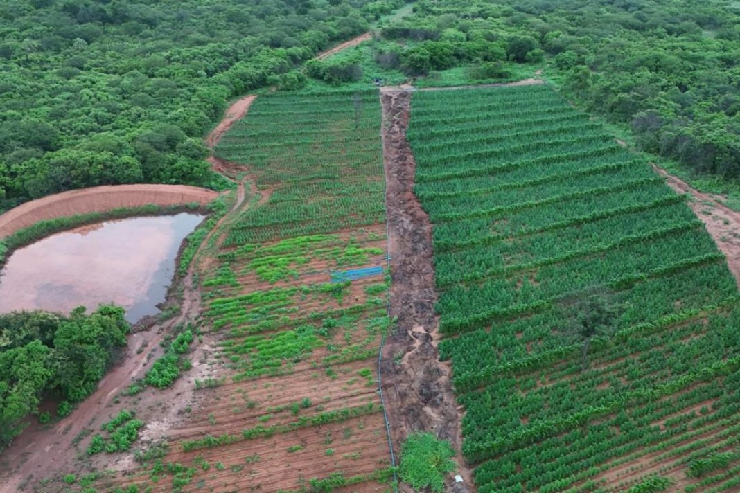 plantacao-de-115-mil-pes-de-maconha-e-encontrada-no-piaui;-veja-fotos