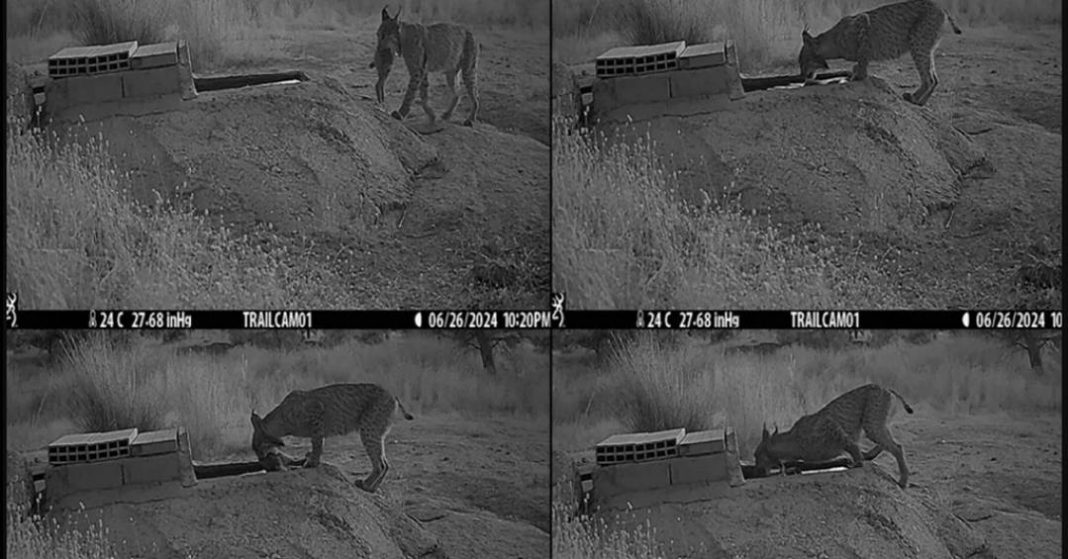 linces-sao-flagrados-mergulhando-presas-na-agua-antes-de-comer-–-e-cientistas-tentam-entender-por-que