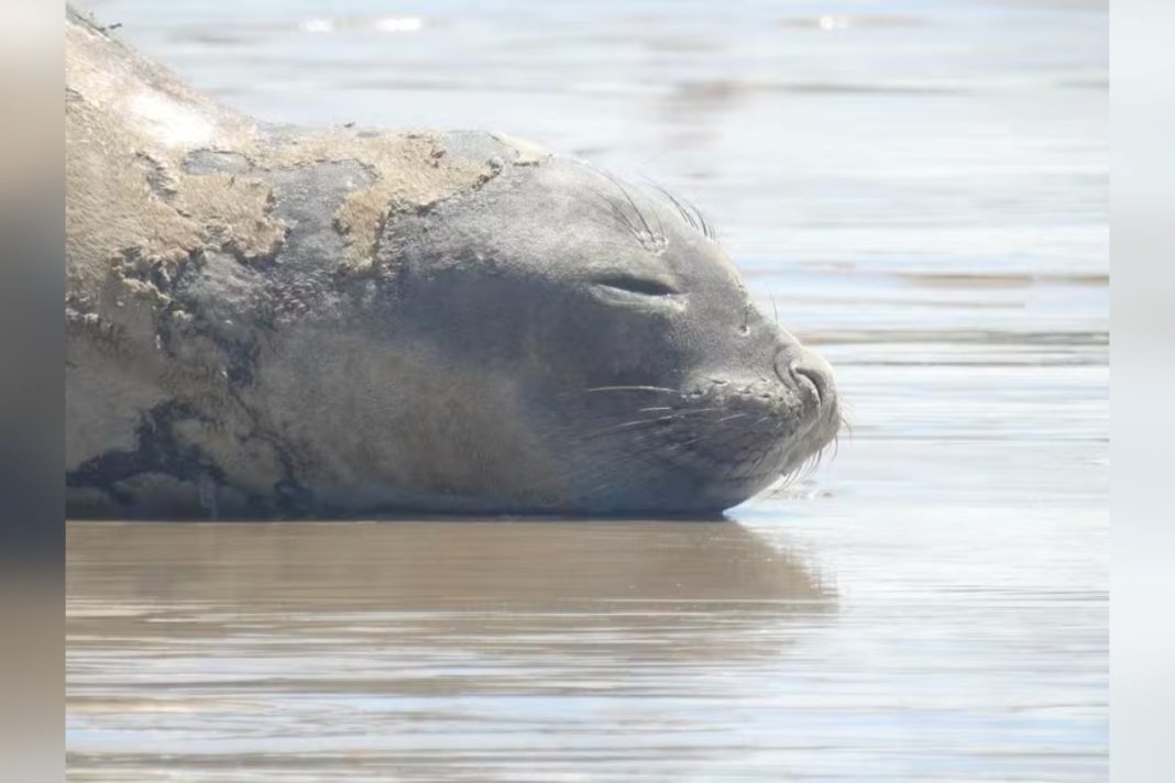 elefante-marinho-encontrado-morto-em-praia-de-alagoas-foi-espancado,-diz-laudo.-video
