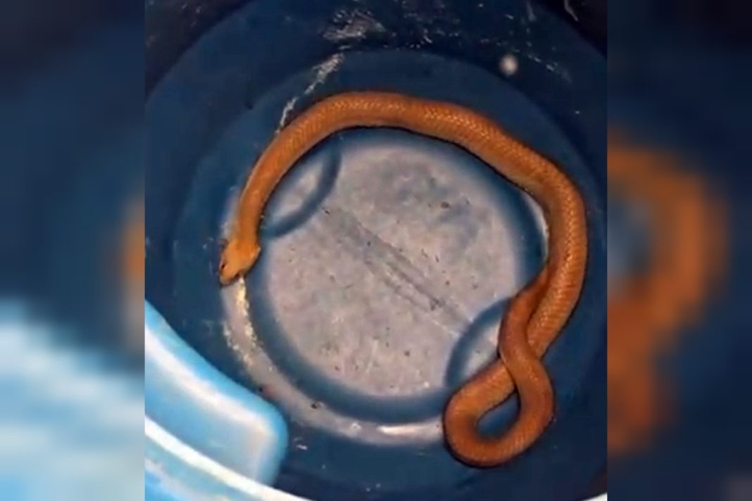 policia-resgata-serpente-escondida-em-buraco-proximo-a-escola-no-df