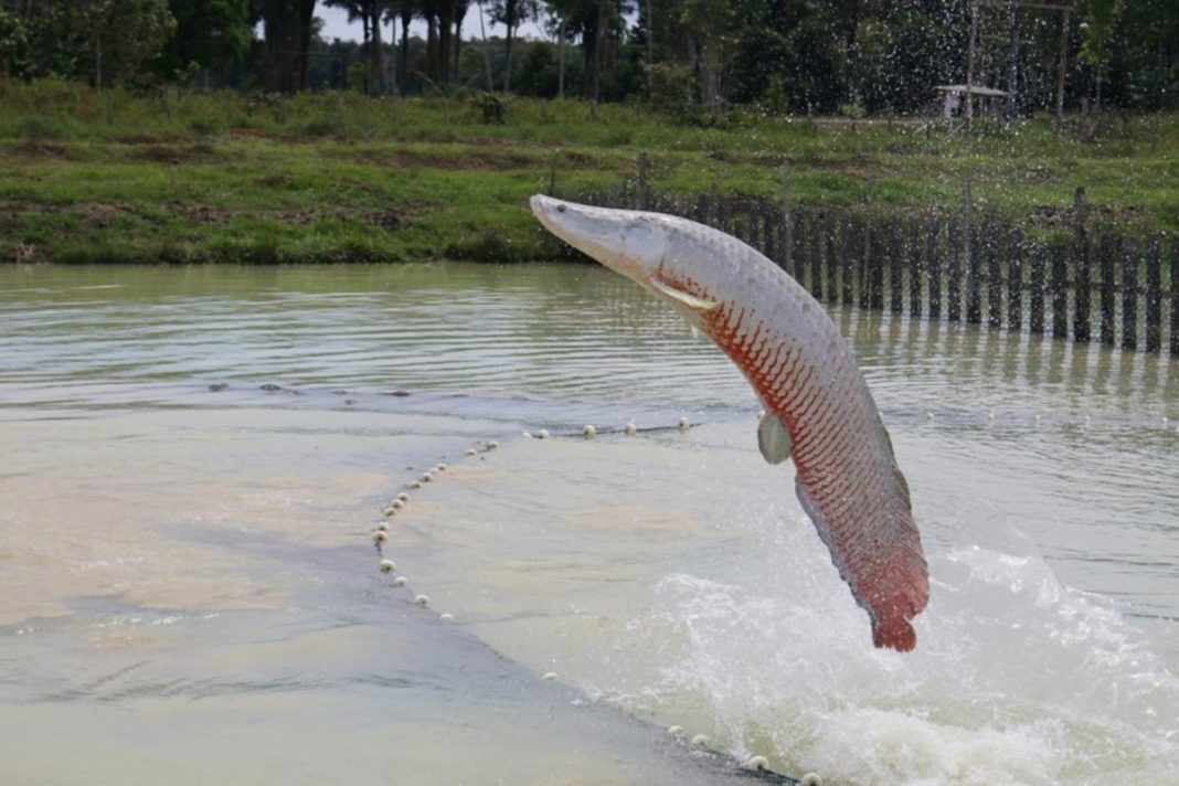 vai-pescar-o-pirarucu?-saiba-que-peixe-pode-atacar-seres-humanos
