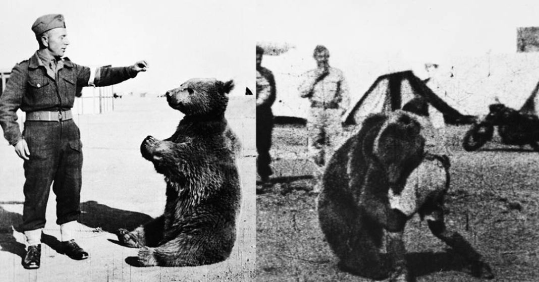 cigarros,-travessuras-e-artilharia:-conheca-wojtek,-o-urso-do-exercito-polones-que-serviu-na-2a-guerra