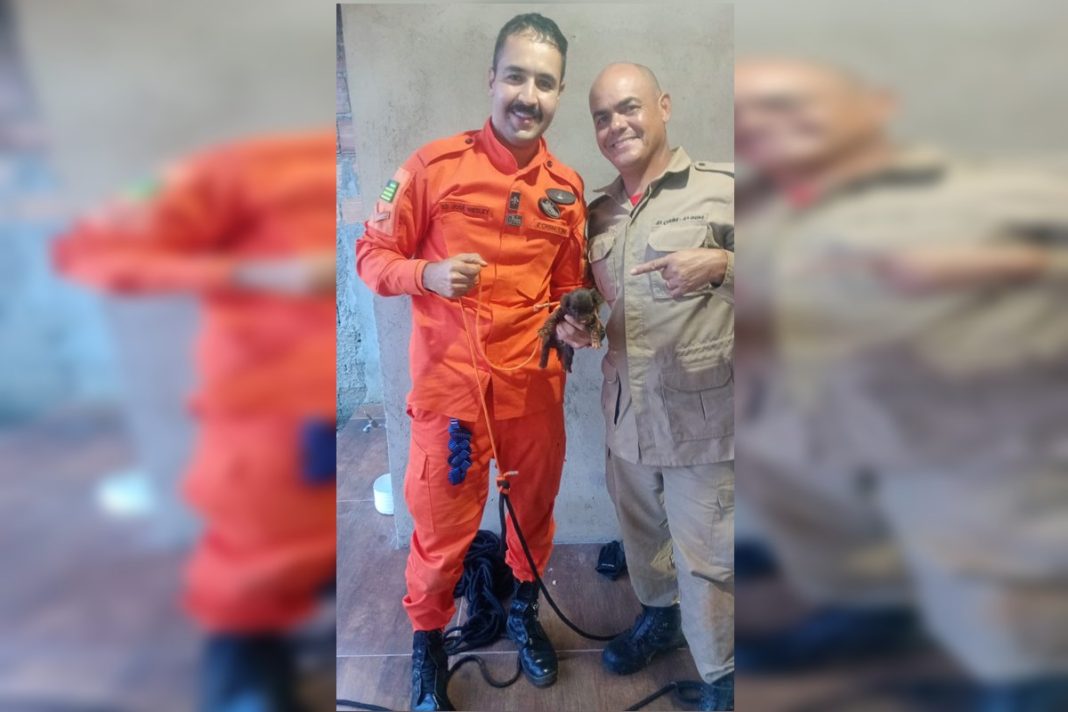 bombeiros-salvam-filhote-de-cachorro-que-caiu-em-fossa-de-casa.-veja-video