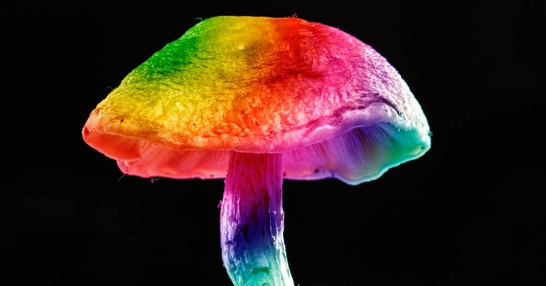 maior-estudo-sobre-psicodelicos-revela-como-essas-substancias-agem-no-cerebro