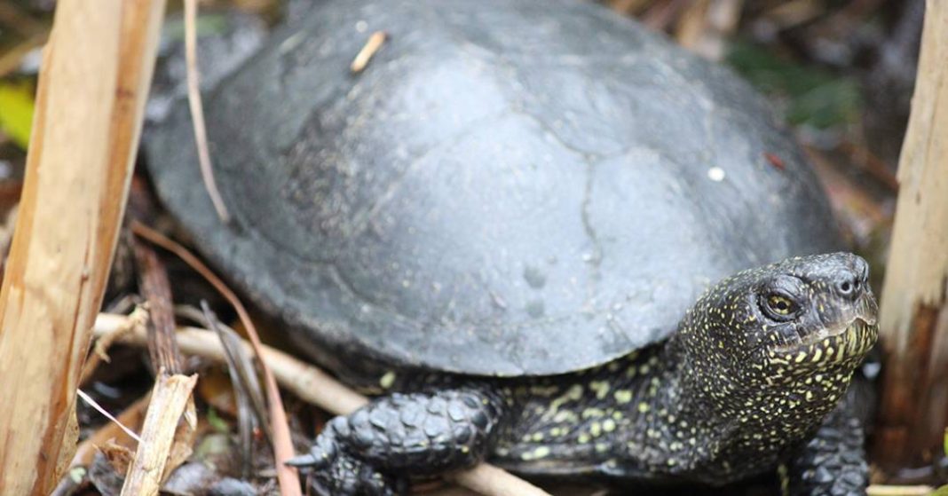 neandertais-cacavam-tartarugas-e-transformavam-carapacas-em-utensilios,-mostra-estudo