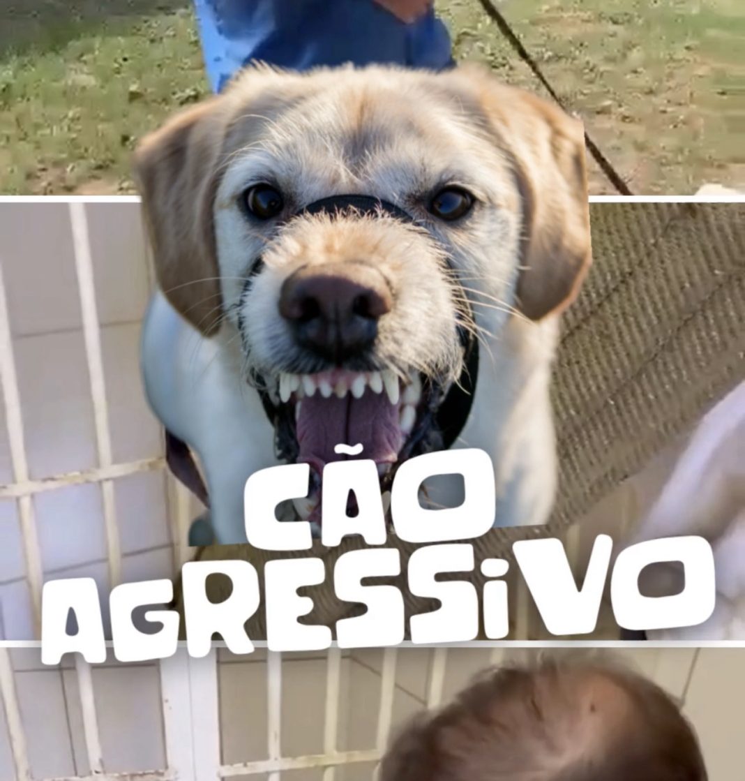 abandono-animal-no-brasil:-a-dor-silenciosa-que-podemos-evitar-|-delio-andrade