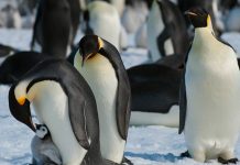 Pinguins-imperadores estão oficialmente ameaçados de extinção pinguins-imperadores-estao-oficialmente-ameacados-de-extincao