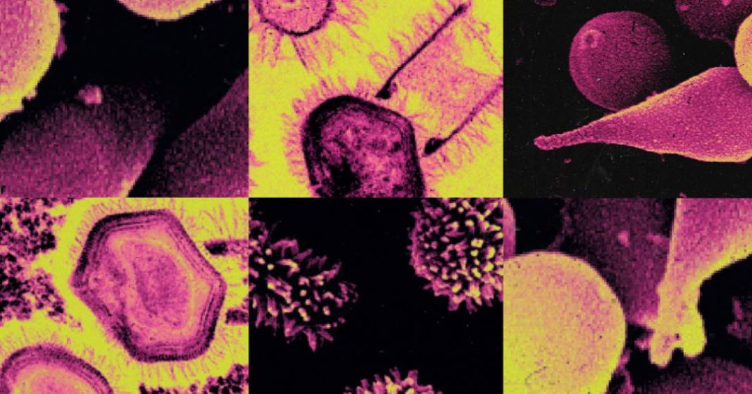 o-que-sao-os-virus-gigantes,-e-por-que-eles-intrigam-cientistas