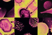 O que são os vírus gigantes, e por que eles intrigam cientistas o-que-sao-os-virus-gigantes,-e-por-que-eles-intrigam-cientistas