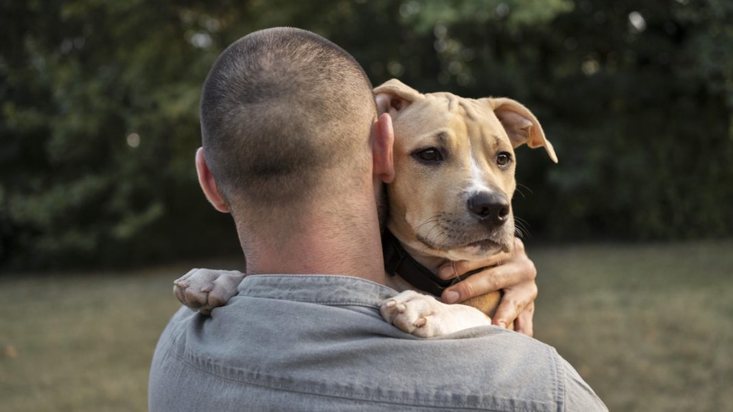 com-quem-fica?-lei-da-guarda-compartilhada-de-pets-e-sancionada