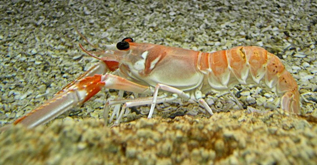 lagostas-sentem-dor?-novo-experimento-com-analgesicos-indica-que-sim