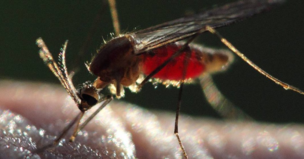 mosquito-transmissor-da-malaria-evolui-e-dribla-resistencia-a-inseticidas
