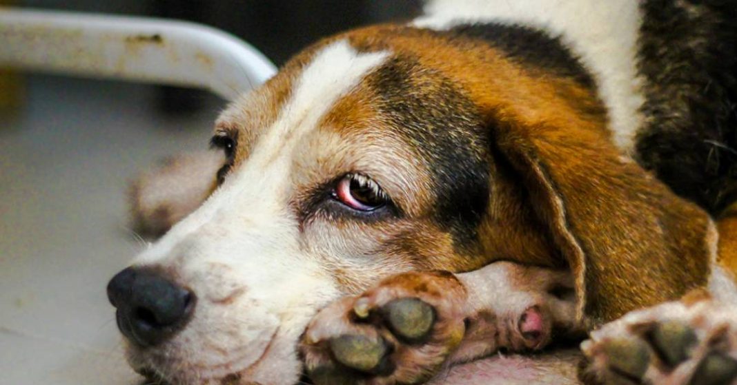 como-saber-se-seu-cao-esta-com-dor-(e-o-que-fazer-nesse-caso)