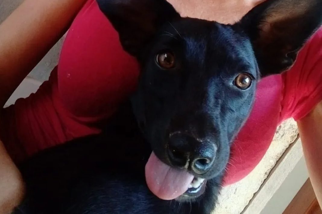 cadela-comunitaria-“pretinha”-e-morta-a-tiros-no-es;-suspeito-e-preso