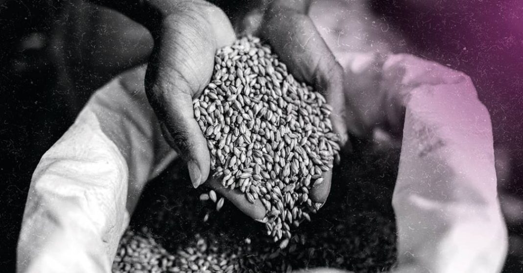 cientistas-alteram-dna-da-cevada