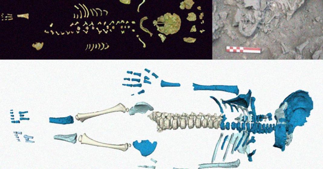 bebes-neandertais-eram-enormes,-revela-estudo-com-esqueleto