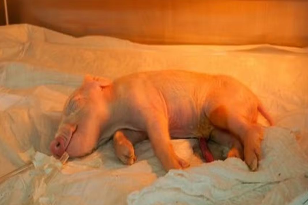 brasil-cria-1o-porco-clonado-para-transplante-de-orgaos-humanos