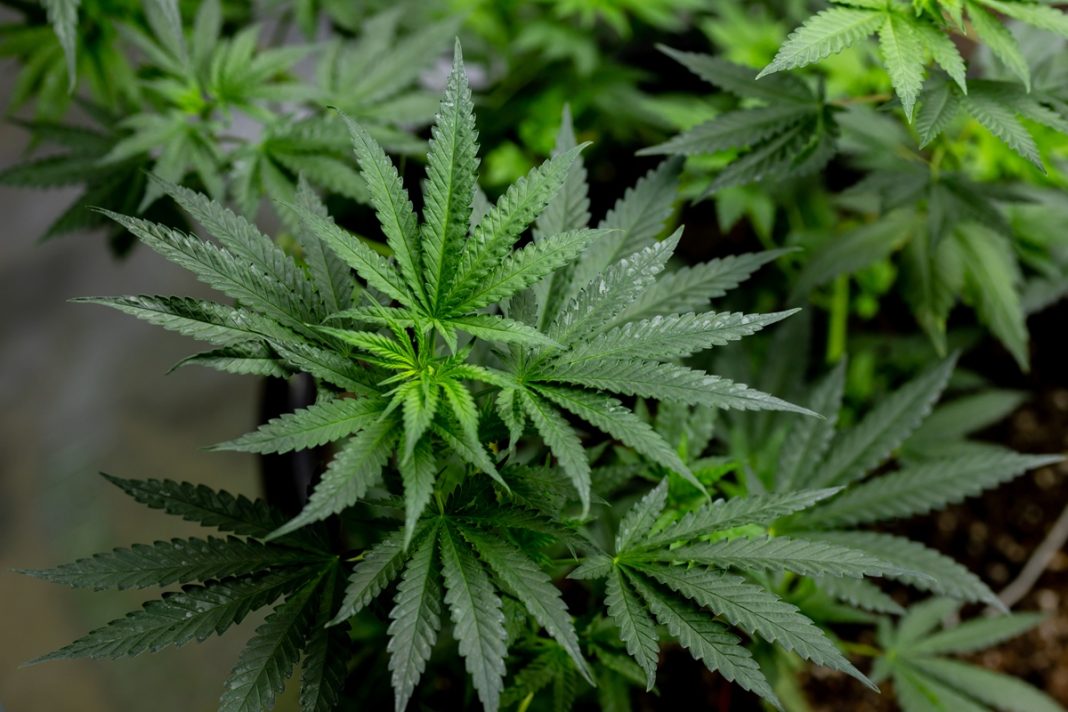 trump-reclassifica-maconha-como-substancia-menos-perigosa.-entenda