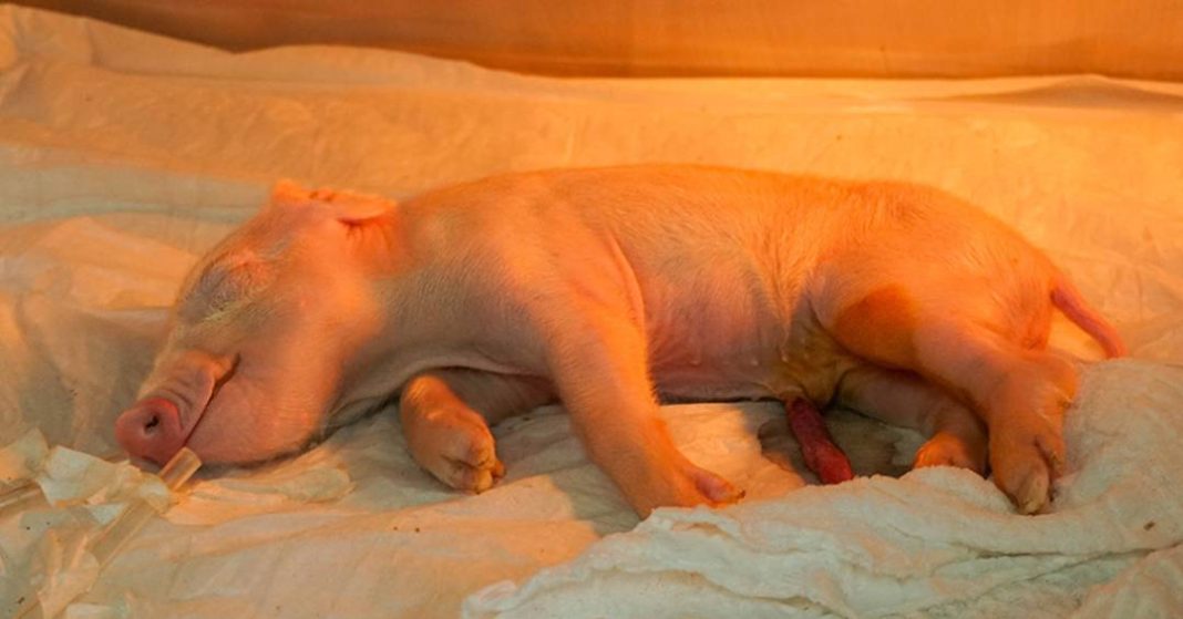 cientistas-brasileiros-criam-o-primeiro-porco-clonado-da-america-latina;-entenda