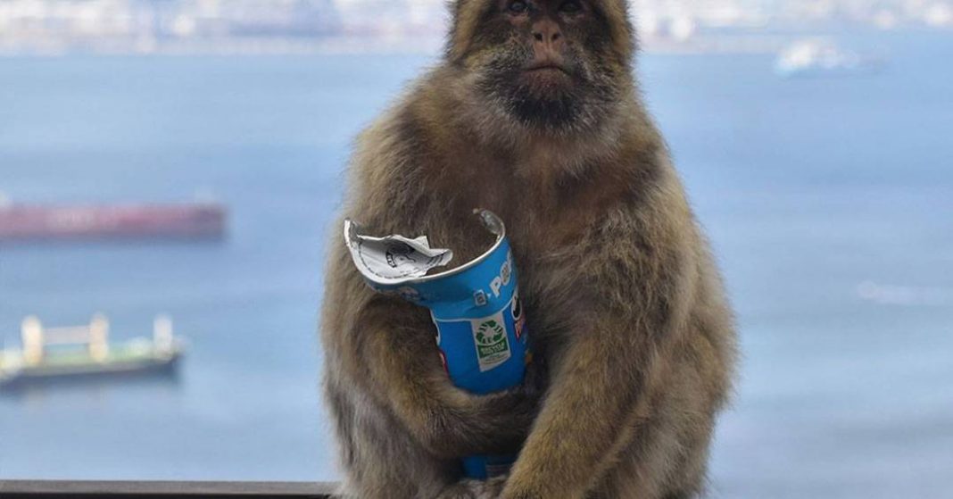 esses-macacos-estao-comendo-terra-para-aliviar-problemas-causados-pela-comida-de-turistas