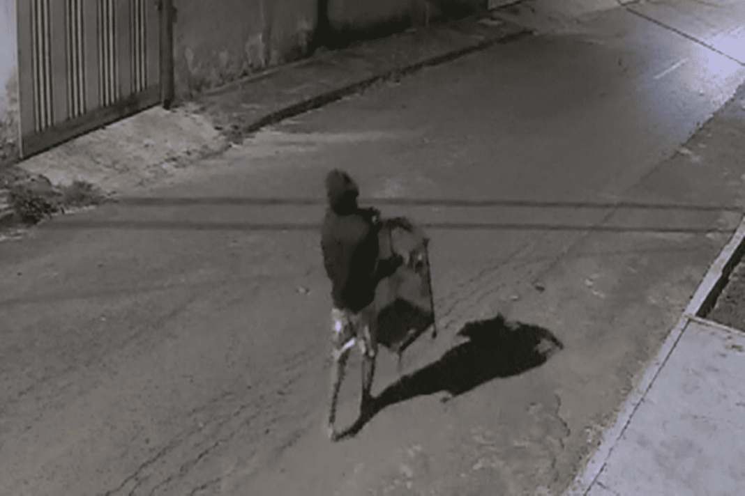 gato-louco-que-furtou-passaro-na-madrugada-e-preso-apos-onda-de-crimes