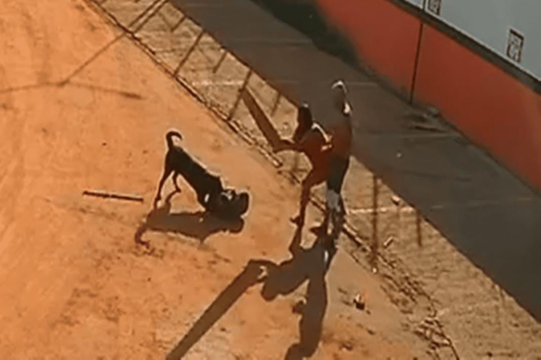 policia-civil-investiga-ataque-a-caozinho-mascote-de-delegacia-no-df.-veja-video