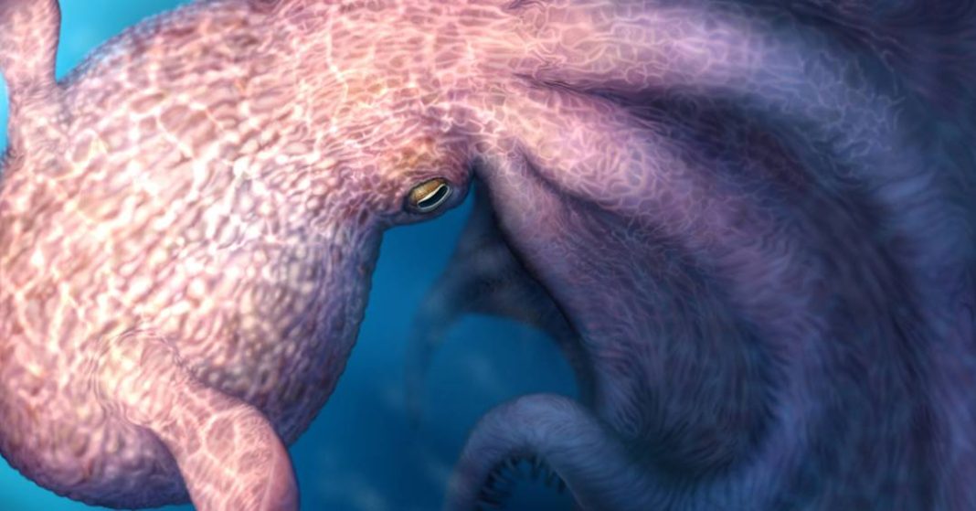 polvos-gigantes,-de-ate-19-metros,-dominavam-os-oceanos-ha-100-milhoes-de-anos,-indica-estudo