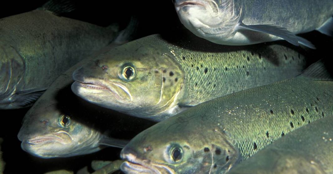 cientistas-deram-cocaina-para-peixes.-entenda-por-que-–-e-o-que-aconteceu-depois