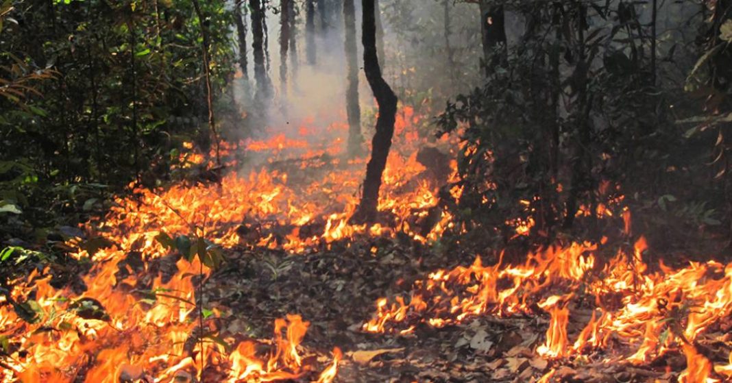 incendios-na-amazonia-podem-nao-levar-a-savanizacao,-mas-empobrecem-a-floresta,-indica-estudo
