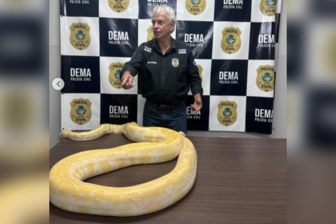 piton-amarela,-de-4,8-metros,-e-apreendida-pela-policia-civil