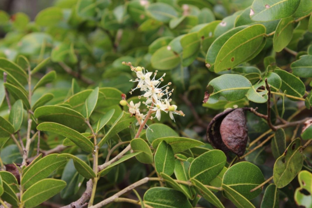 compostos-de-arvore-brasileira-podem-ajudar-no-combate-a-covid-19