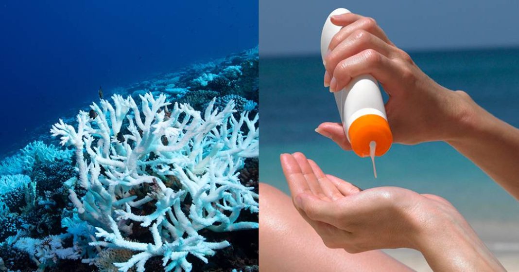 residuos-de-protetor-solar-na-agua-podem-destruir-corais-marinhos