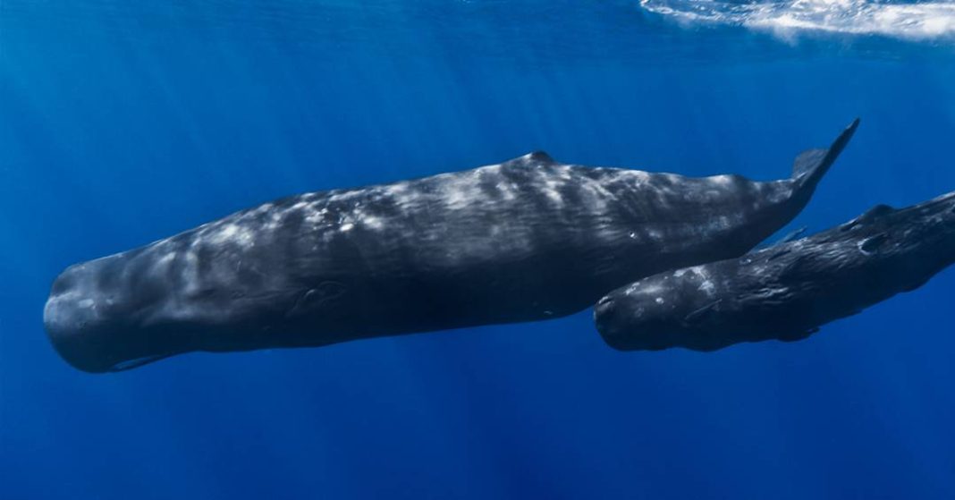 baleias-cachalote-usam-“vogais”-e-padroes-semelhantes-a-fala-humana,-mostra-estudo