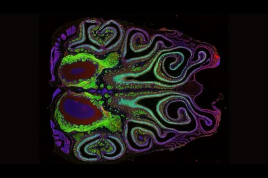 mapa-inedito-mostra-como-receptores-de-cheiro-se-organizam-no-nariz